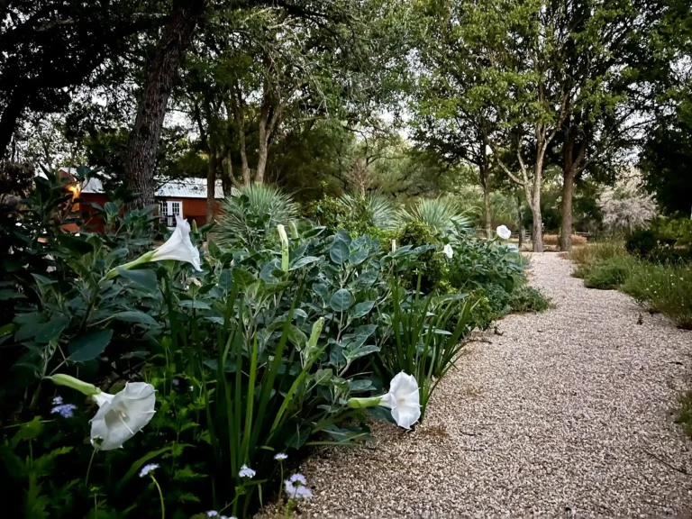 ADLA Studio Gardens Drift Out West Nature Trail Retreat 3 11