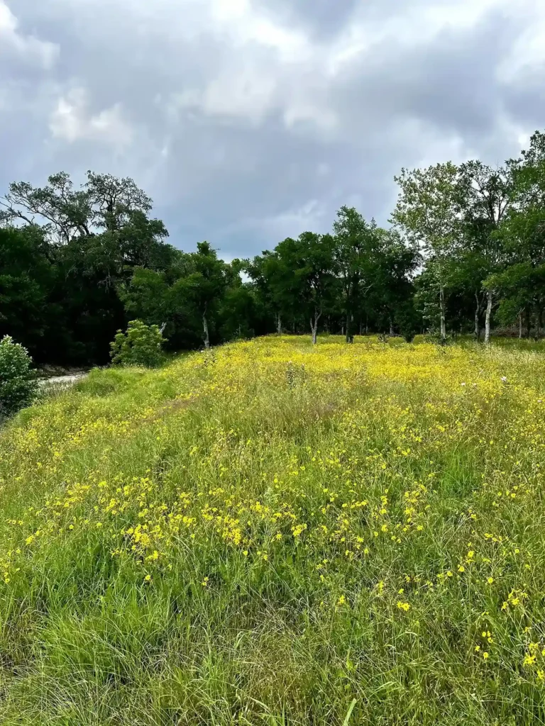 Texas Wildflowers Event Venue Spring Nature Daytrip Austin 4 11