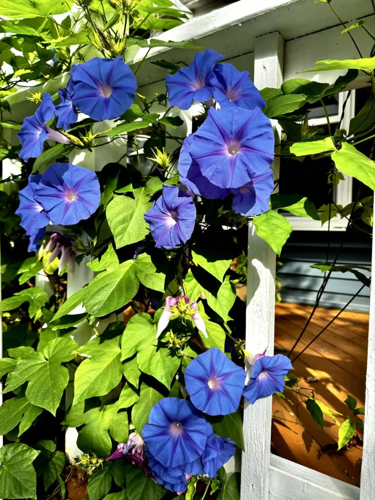 Morning Glory Event Space Gardens 11 11